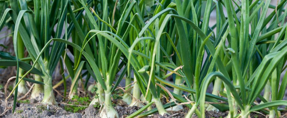 Zwiebeln ernten und lagern: Richtiger Zeitpunkt ist entscheidend