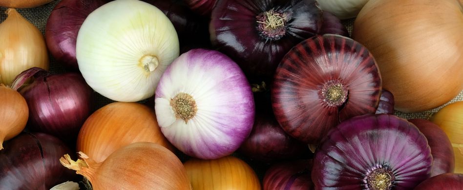 verschiedene zwiebelsorten rot weiß gelb