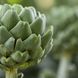 5 Gründe, warum Artischocken gesund sind