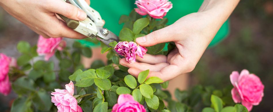 5 Tipps für die Rosenpflege im Sommer