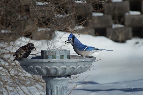 vogeltränke im schnee mit 2 vögeln