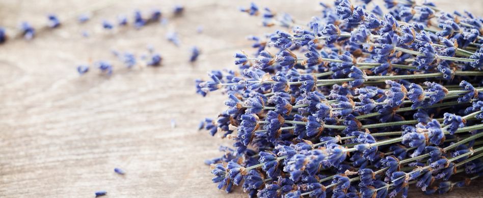 Abnehmen mit Lavendel: So hilft der aromatische Duft