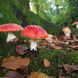 Achtung, Pilzvergiftung! 5 giftige Pilze, die Sie kennen müssen