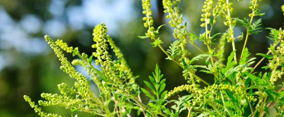 Ambrosia-Allergie: Warum Allergiker die Pflanze meiden sollten