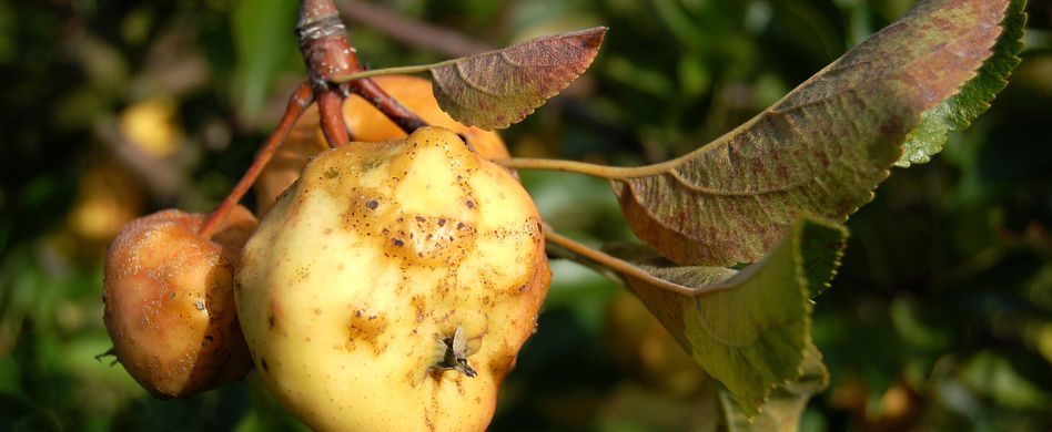 Apfelbaum Krankheiten und Schädlinge erkennen und behandeln
