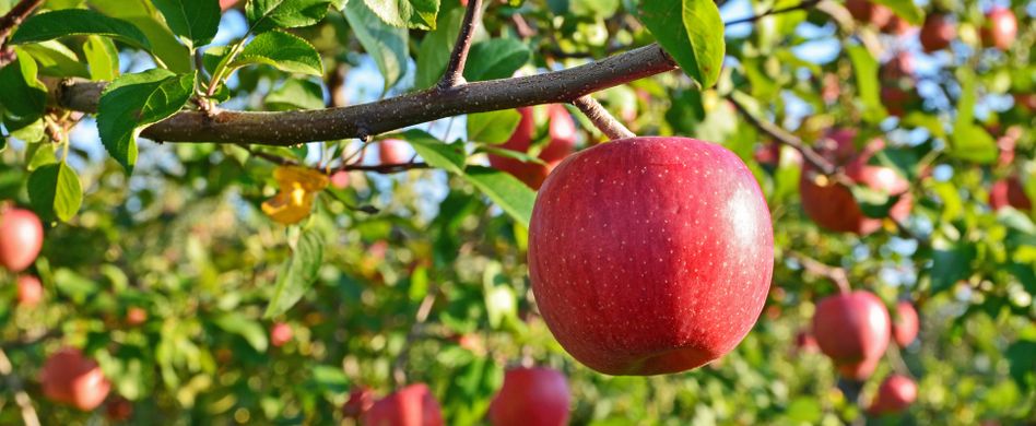 Apfelbaum pflanzen: In 6 Schritten zum eigenen Obstbaum im Garten