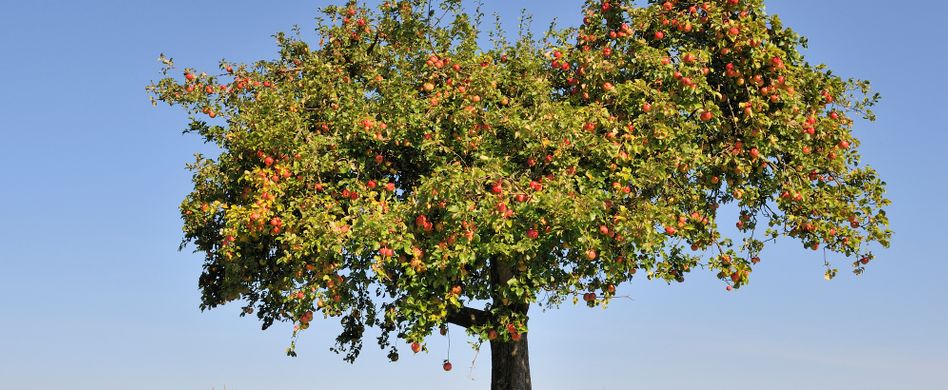 Apfelbaum pflegen: Tipps für einen gesunden Apfelbaum und viel Ertrag