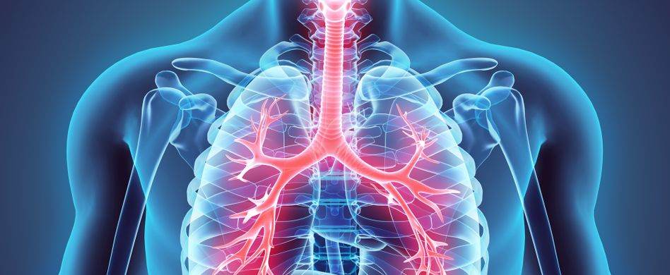 Asthma Ursachen: Das passiert in den Bronchien