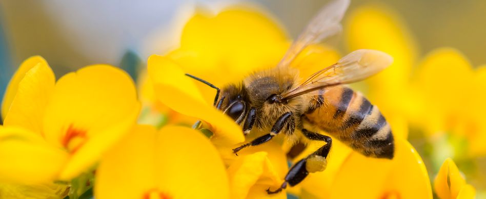 Bienenfreundliche Pflanzen: Hilfreiche Tipps für Ihren Garten und Balkon