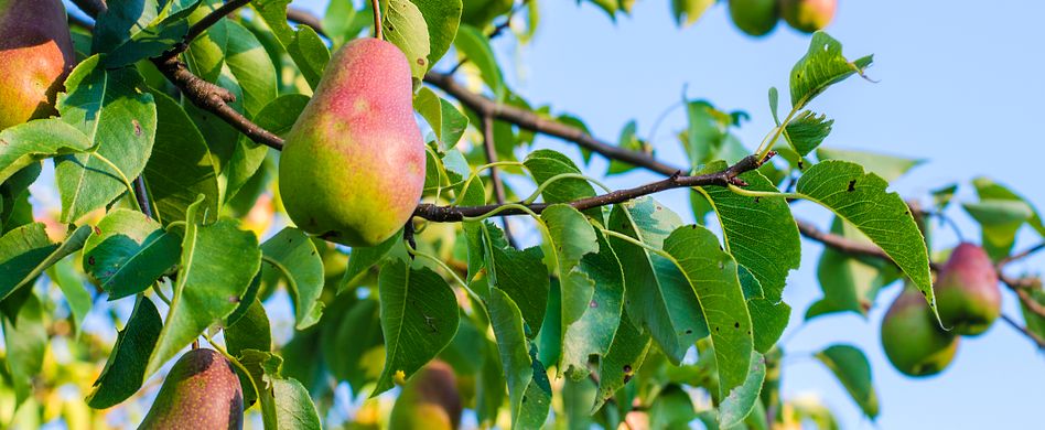 Birnbaum pflegen: Tipps für einen gesunden Birnbaum und viel Ertrag