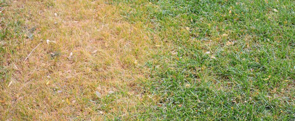 Braune Flecken im Rasen: 4 Ursachen und Gegenmaßnahmen