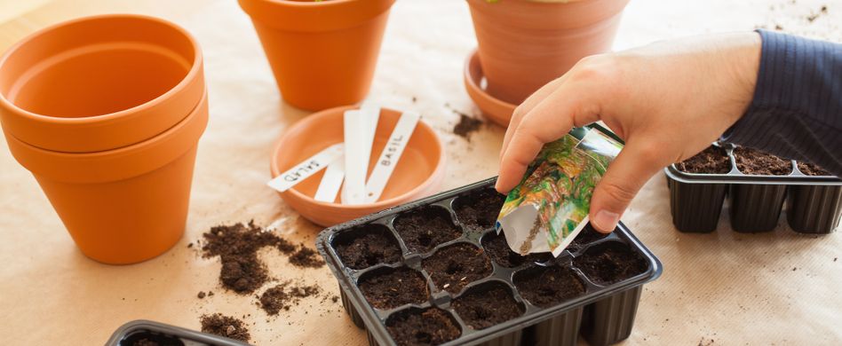 Das Indoor Gemüsebeet: Indoor Farming macht es möglich