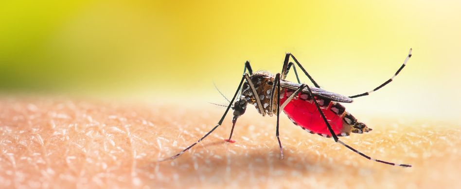 Denguefieber: Symptome, Vorbeugung und Dengue-Impfung