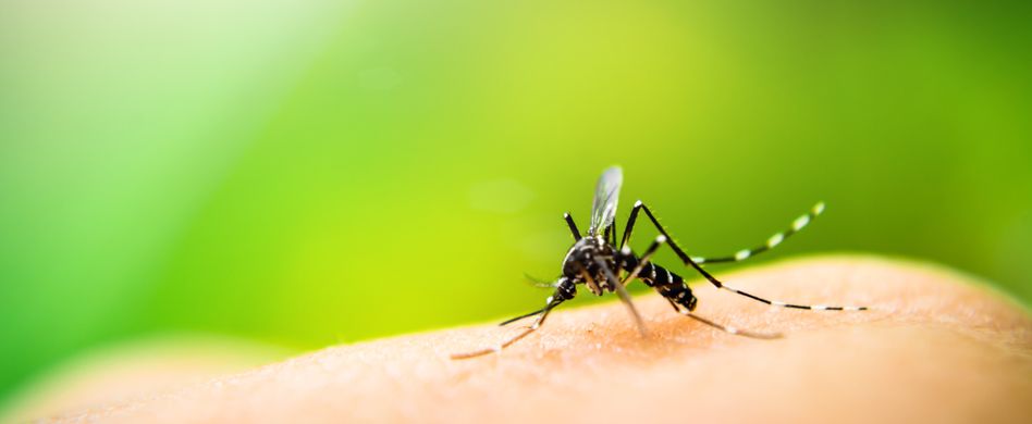 Die 4 häufigsten Mücken-Mythen