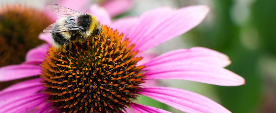 Die besten Spätblüher für Bienen, Falter und Co