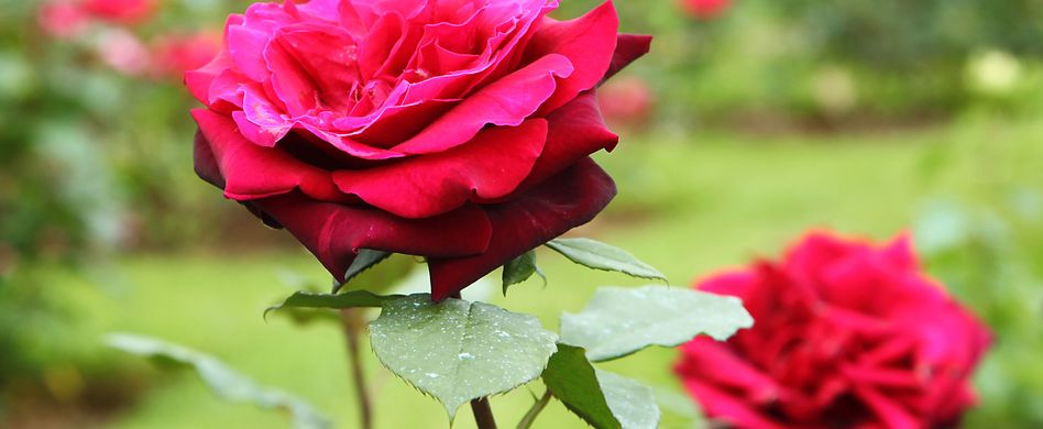 Die schönsten Rosensorten für den heimischen Garten