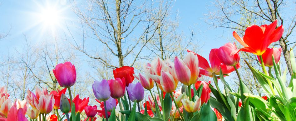Diese 5 Frühlingsblumen dürfen im Garten nicht fehlen