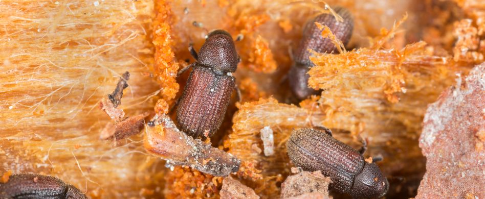 Diese Käfer schaden Ihrem Gehölz: So wird man Borkenkäfer los