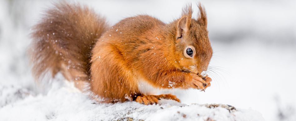Eichhörnchen füttern im Winter: So helfen Sie den Nagern