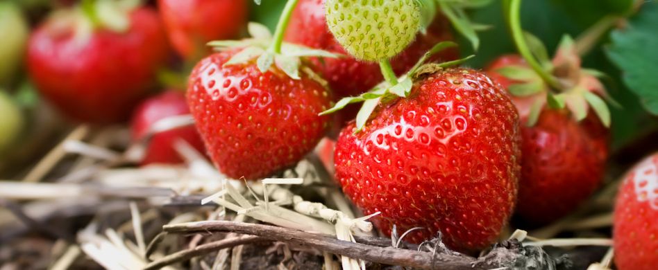 Erdbeeren pflanzen: Die besten Tipps für das Frühjahr