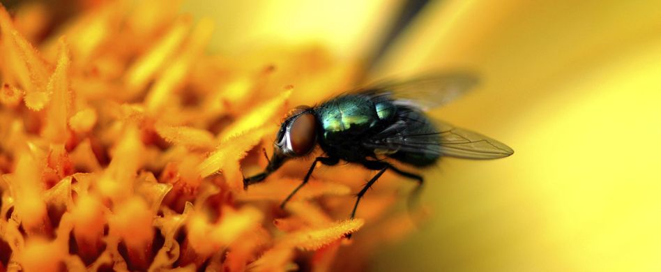 Fliegen vertreiben: 5 Hausmittel gegen lästige Stubenfliegen