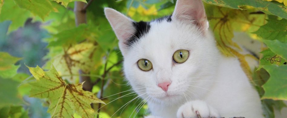 Fremde Katzen im Garten: Können Nachbarn sich wehren?