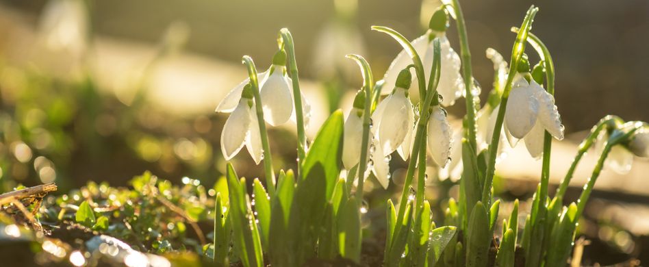 Gartenarbeit im Februar: Das sollten Sie im Februar beachten