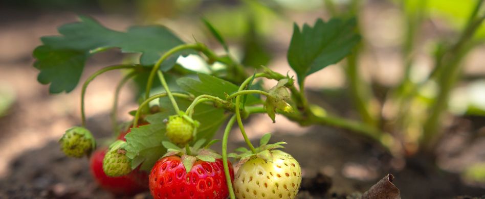 Gartenarbeiten im August: Erdbeeren und Walnüsse im Fokus
