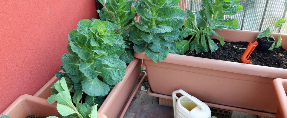 Gemüsegarten auf dem Balkon - Was sie bei wenig Platz beachten sollten