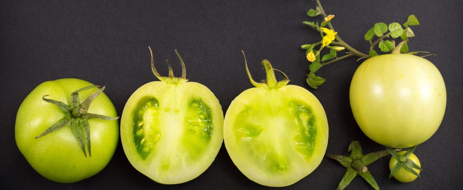 Grüne Tomaten nachreifen lassen: Tricks für rote Früchte