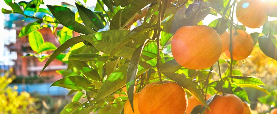 Haben Mandarinen viele Kalorien? 3 Fakten zum Weihnachtsobst