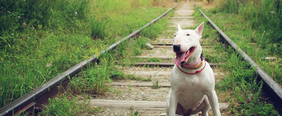 Haltung von Kampfhunden: Konkrete Anforderungen und Auflagen
