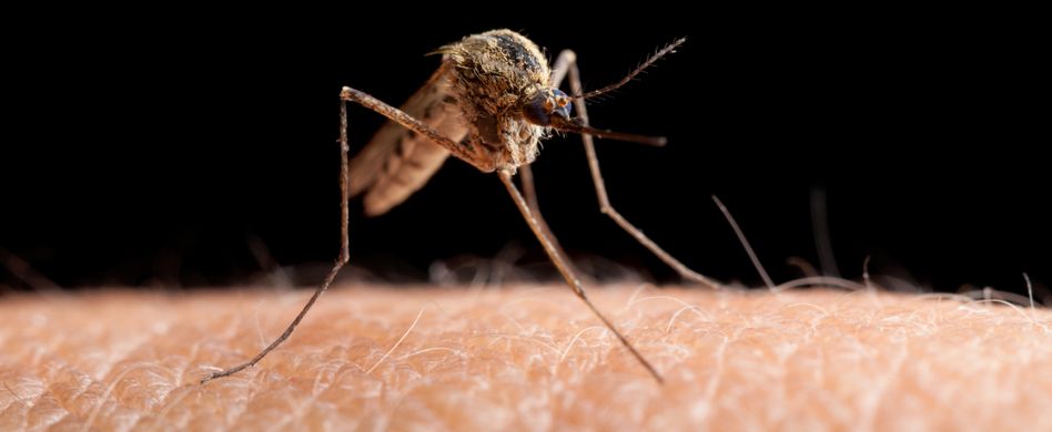 Hausmittel gegen Mücken: Endlich mückenfrei durch den Sommer