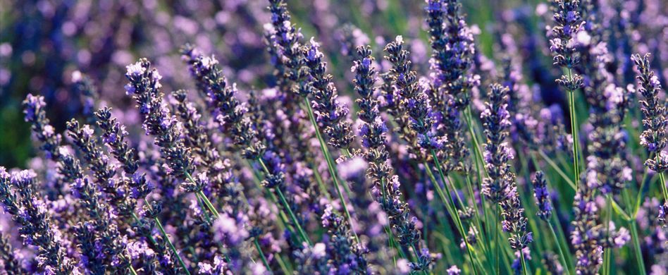 Heilpflanze Lavendel: Beruhigt die Nerven