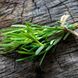 Heilpflanze Rosmarin: Lindert Verdauungsbeschwerden