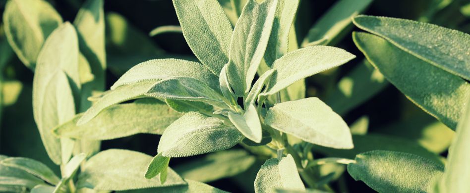 Heilpflanze Salbei: Helfer gegen Halsschmerzen