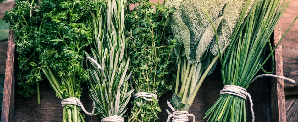 Heilpflanzen essen: Mit diesen Heilkräutern können Sie kochen