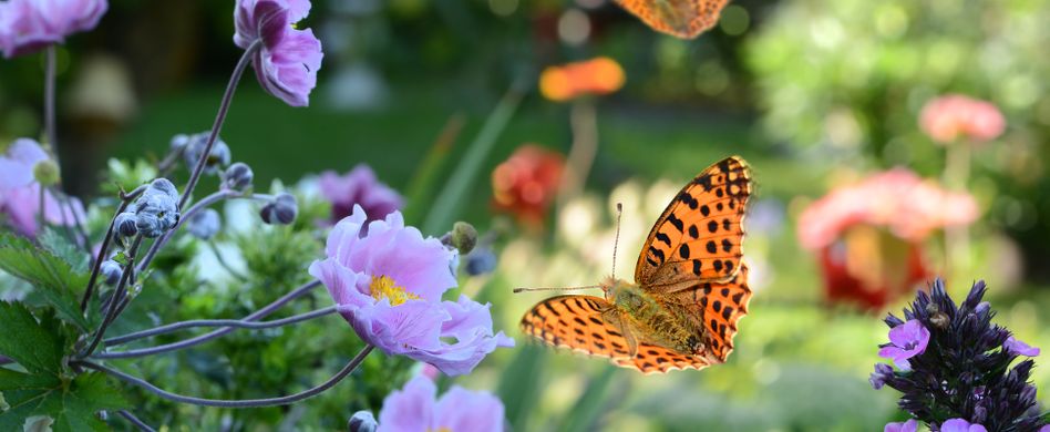 Heimische Schmetterlinge: So schön und vielfältig ist die Tagfalter-Welt in Deutschland