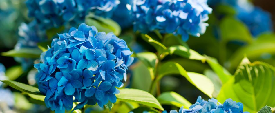 Hortensien blau färben: Mit diesen 10 Tipps kein Problem