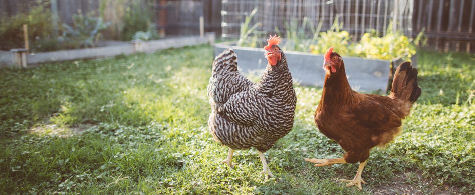 Hühnerhaltung im Garten: Voraussetzungen und Grundlagen