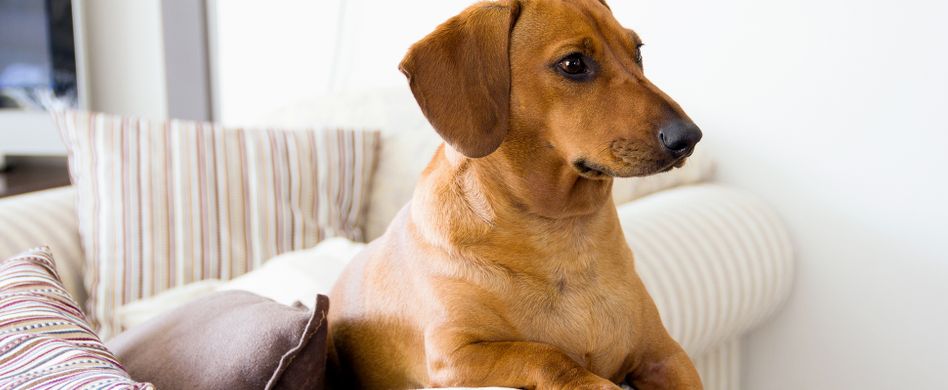 Hundehaare entfernen von Möbeln, Kleidung & Co.: 3 Tricks
