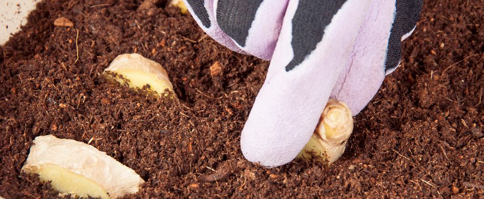 Ingwer pflanzen: So bauen Sie die gesunde Knolle selber an