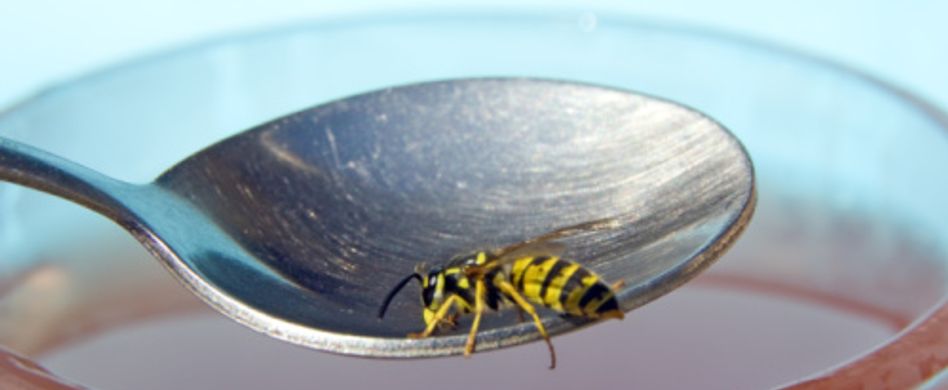 Insektengiftallergie: Wann Insektenstiche gefährlich werden
