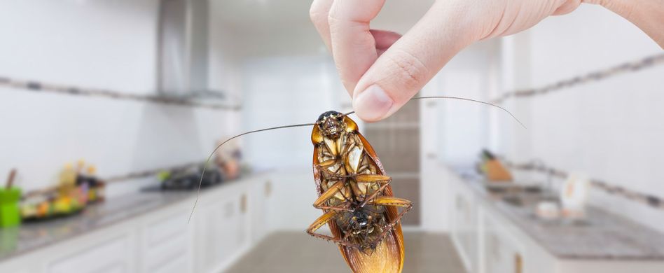 Kakerlaken erkennen: Das kennzeichnet einen Befall durch Küchenschaben