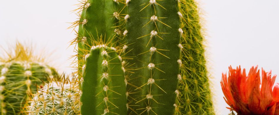 Kakteen umtopfen: So übersteht Ihr Kaktus den Umzug
