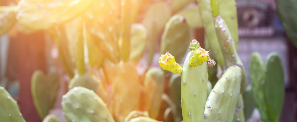 Kaktus als Zimmerpflanze: Schöne Arten für Ihr Zuhause