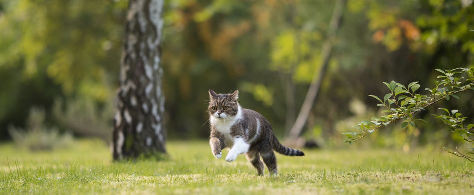 Katzen auf Freigang – PETA-Expertin gibt Tipps für ein sicheres Gartenvergnügen