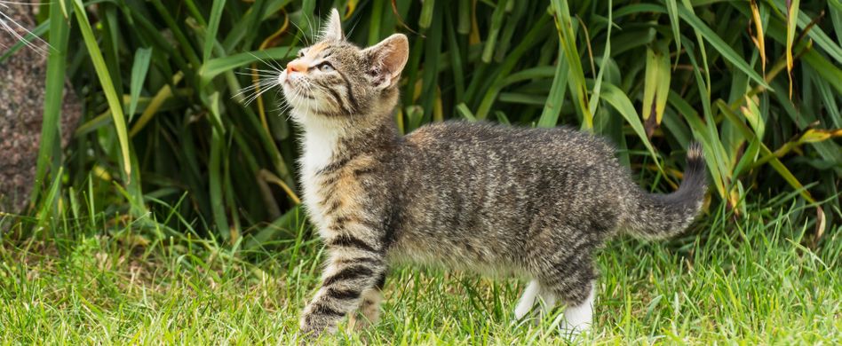 Katzen aus dem Garten vertreiben: Mit diesen 4 Tricks klappts