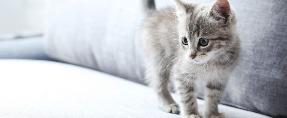 Katzenhaare entfernen: Diese 4 Tricks helfen wirklich