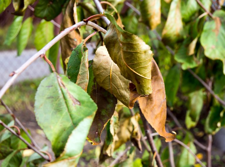 Kirschbaum-Schädlinge Bilder: Zeichnen lernen und Spaß haben!